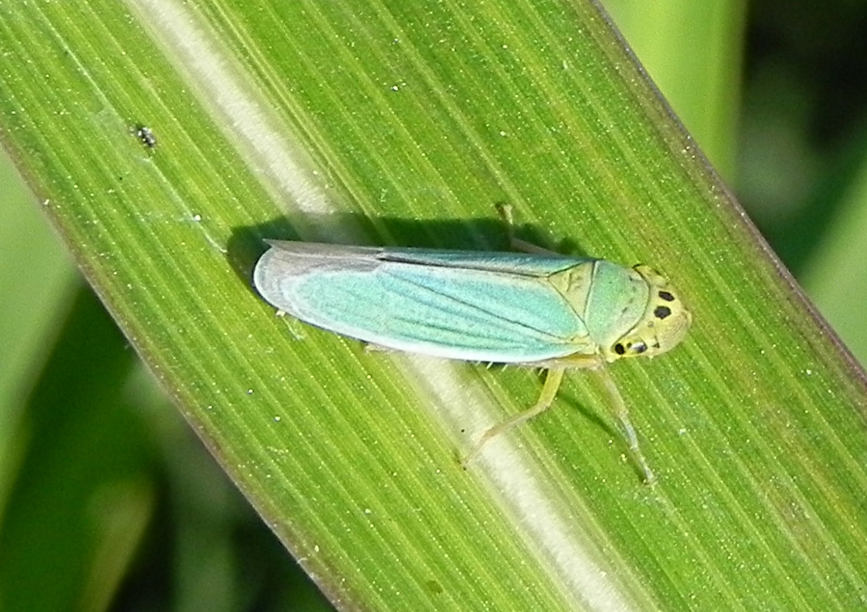 fam. Cicadellidae,. Italia, Brescia, 3 Sep 2013. Provided by Paolo to children for didactics, but not shot with them.